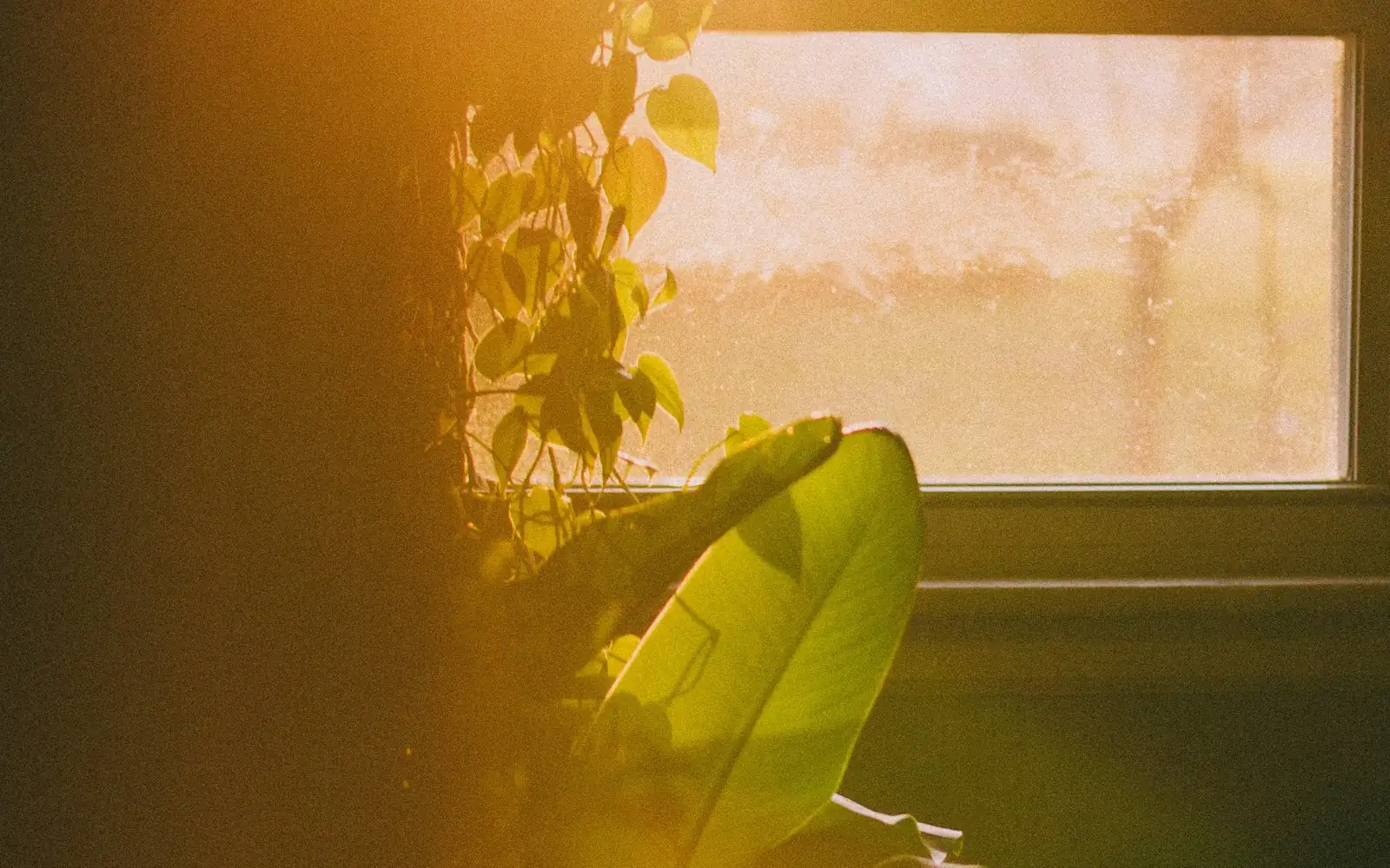 Warm morning sunlight on a houseplant by a window